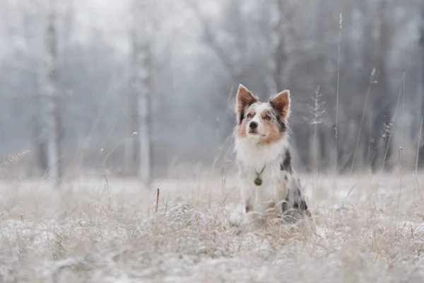 Cane in inverno nella foresta. Obbediente confine collie in natura — Foto Stock