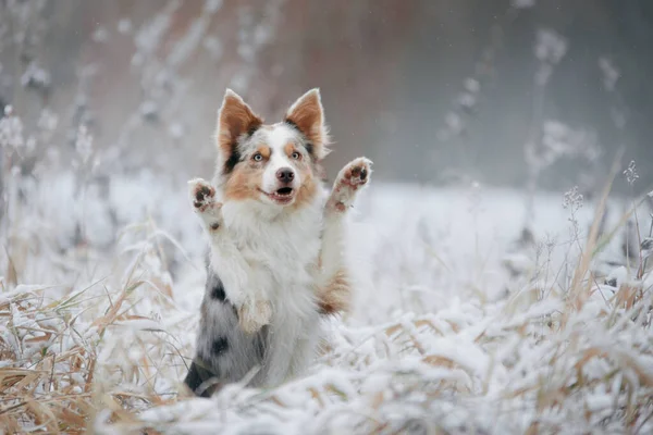 Hund på vintern i skogen. Lydig gränscollie i naturen — Stockfoto