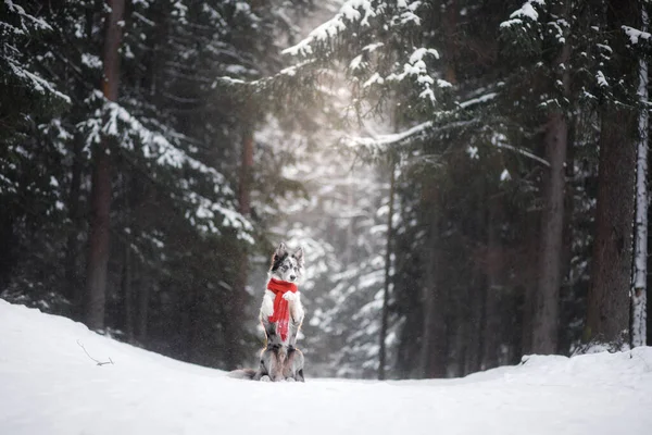 Hund im Winter im Wald. Gehorsamer Border Collie in der Natur — Stockfoto