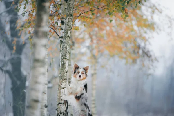 Cão no inverno na floresta. Collie fronteira obediente na natureza — Fotografia de Stock