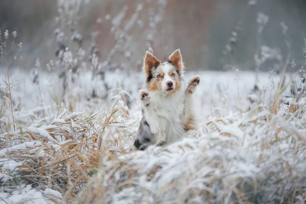 Cane in inverno nella foresta. Obbediente confine collie in natura — Foto Stock