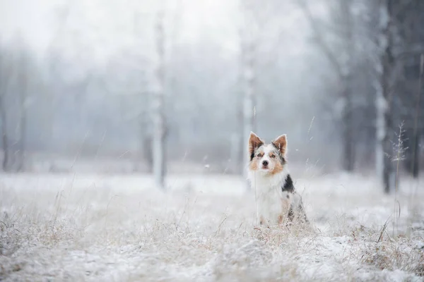 Pies w zimie w lesie. Posłuszny collie granicy w przyrodzie — Zdjęcie stockowe