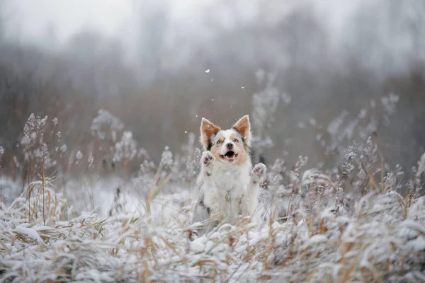 Pes v zimě v lese. Poslušný hraniční kolie v přírodě — Stock fotografie