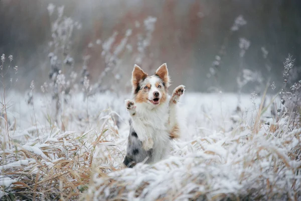 Hund på vintern i skogen. Lydig gränscollie i naturen — Stockfoto