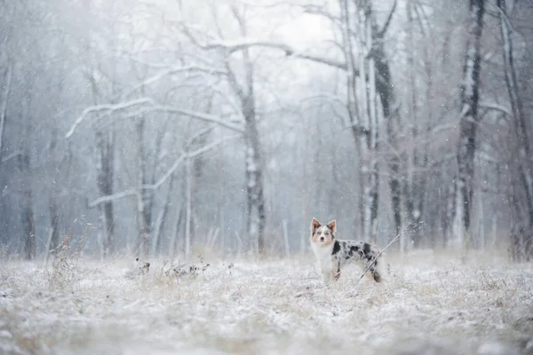 Cane in inverno nella foresta. Obbediente confine collie in natura — Foto Stock