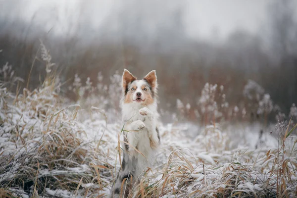 Cão no inverno na floresta. Collie fronteira obediente na natureza — Fotografia de Stock