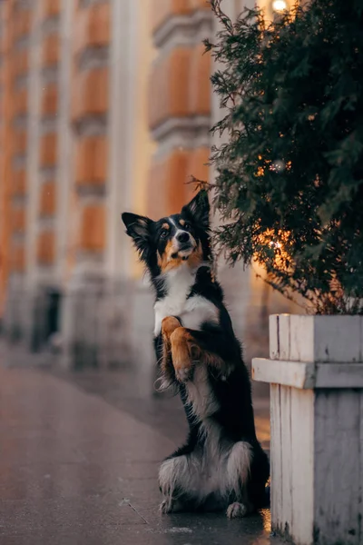 Dog in winter in a decorated city. Tricolor Border Collie — Stock Photo, Image