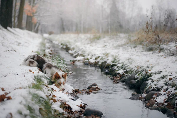 Σκύλος το χειμώνα δίπλα στο ποτάμι. Υπάκουος συνοριακός κόλλεϊ στη φύση — Φωτογραφία Αρχείου
