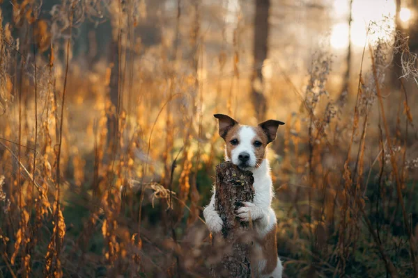 Hund i gula blad i parken. Nova Scotia hämtar en promenad i höstparken — Stockfoto