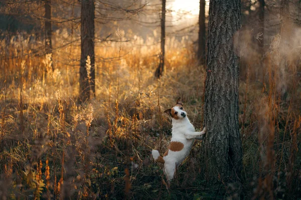 Sárga levelű kutya a parkban. Új-Skócia retriever sétálni az őszi parkban — Stock Fotó