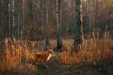 Parktaki sarı yapraklı köpek. Nova Scotia Retriever sonbahar parkında yürüyüşe çıktı.