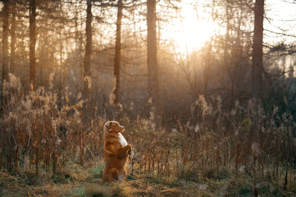 公園の黄色い葉の犬。ノバスコシアレトリバー秋の公園を散歩 — ストック写真