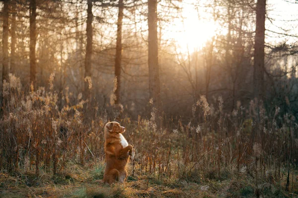 Câine în frunze galbene în parc. Nova Scotia retriever pentru o plimbare în parcul de toamnă — Fotografie, imagine de stoc