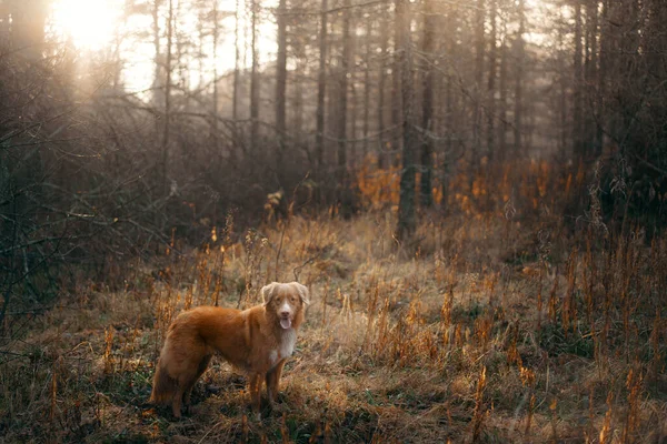 Pes ve žlutém listí v parku. Nový Skotský retrívr na procházku v podzimním parku — Stock fotografie