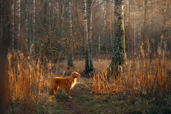 Hund i gula blad i parken. Nova Scotia hämtar en promenad i höstparken — Stockfoto