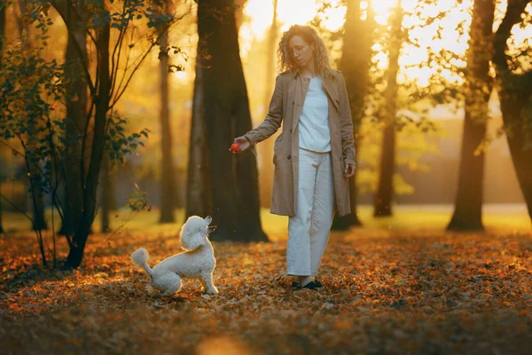 Fille et chien dans un parc d'automne au coucher du soleil. Marcher avec animal de compagnie. — Photo