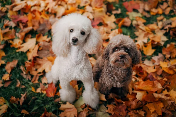 Caniches brancos e de chocolate. em folhas de outono. Pet na natureza. — Fotografia de Stock