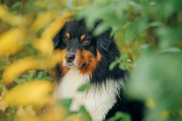 Perro en hojas de otoño. Tricolor pastor australiano. Retrato de una mascota en la naturaleza — Foto de Stock