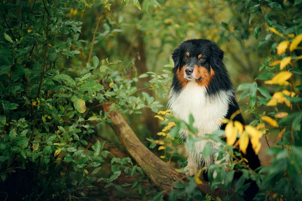 Chien en feuilles d'automne. Berger australien tricolore. Portrait d'un animal dans la nature — Photo