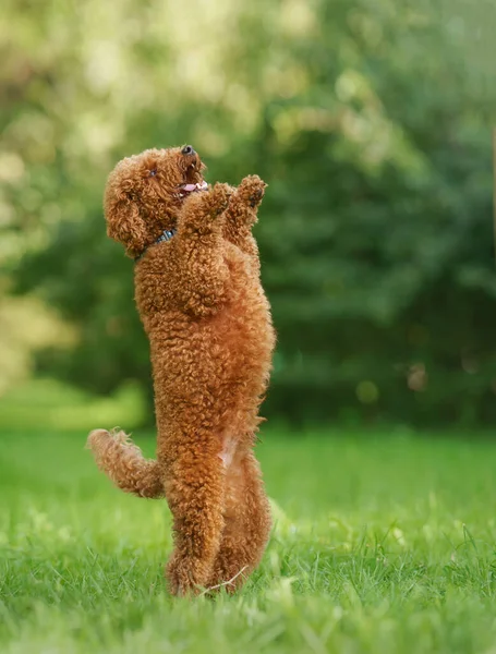 Miniature chocolate poodle on the grass. Pet in nature. — Stock Photo, Image