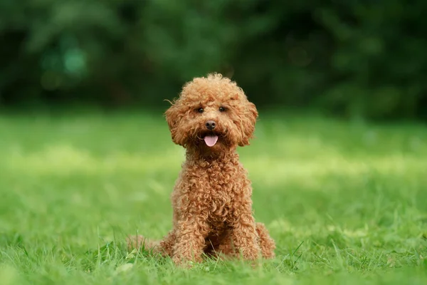 Caniche de chocolate miniatura na grama. Pet na natureza. — Fotografia de Stock