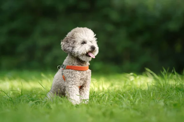 Caniche gris miniatura en la hierba. Mascota en la naturaleza. — Foto de Stock