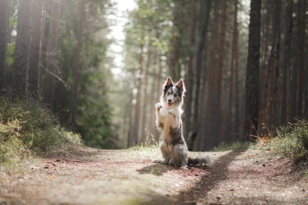Hund i skogen. Marmor gränsen collie i naturen — Stockfoto