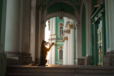 Şehirde bir köpek. Mermer kenarlı çoban köpeği 