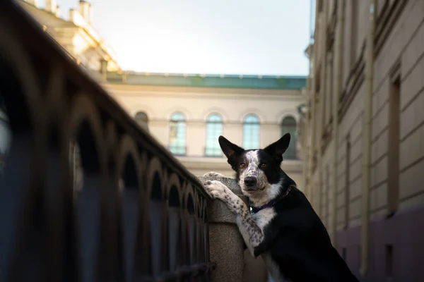 Hund i stan. Marmor gränsen collie — Stockfoto