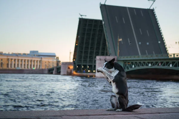 dog in the city. border collie