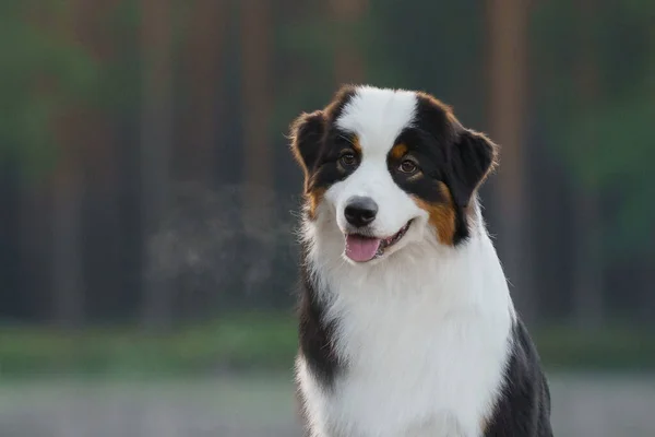 Dog in a forest. Australian Shepherd in nature. Landscape with a pet. — Stock Photo, Image