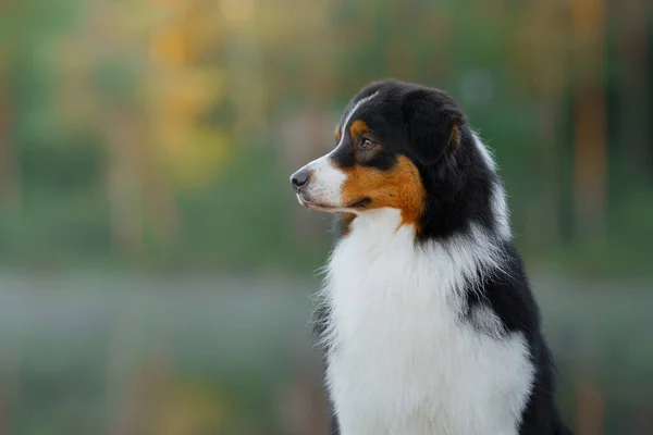 Perro en un bosque. Pastor australiano en la naturaleza. Paisaje con una mascota. —  Fotos de Stock