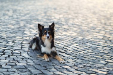 Şehirde bir köpek. Mermer kenarlı çoban köpeği 