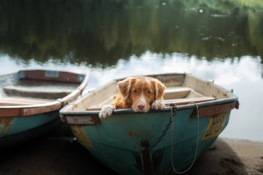 Köpek teknede. Evcil hayvanla seyahat. Nova Scotia Duck Tolling Retriever doğada
