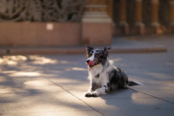 Cane in citta '. Collie bordo marmo — Foto Stock