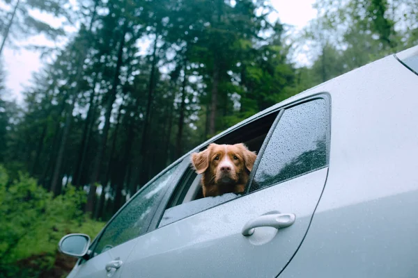 A kutya a kocsiban kinézett az ablakon. Kisállat utazás, szállítás. Új-Skócia Duck Tolling retriever a szabadban — Stock Fotó