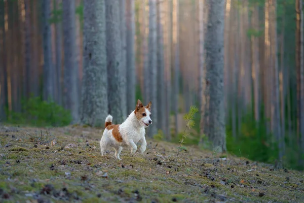 Kutya az erdőben. Jack Russell Terrier vagyok. Követem a természetet. Nyugodj meg! — Stock Fotó