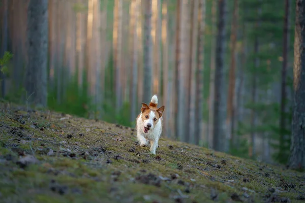 Cão na floresta. Jack Russell Terrier . A localizar na natureza. Pet relaxar — Fotografia de Stock