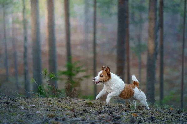 Chien dans la forêt. Jack Russell Terrier . Suivi dans la nature. Animaux de compagnie relax — Photo