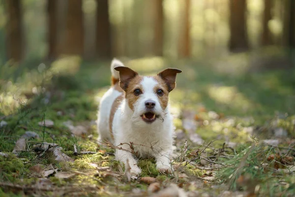 Pes v lese. Jack Russell Terrier . Sledování v přírodě. Zvířecí klid — Stock fotografie