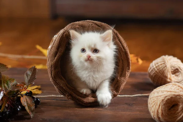 Kotek w brązowej kratce. Dwukolorowy szmaciany kot lalka — Zdjęcie stockowe