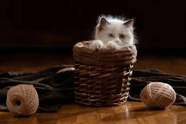 Kitten on brown in a plaid. Bicolor Rag Doll Cat — Stock Photo, Image