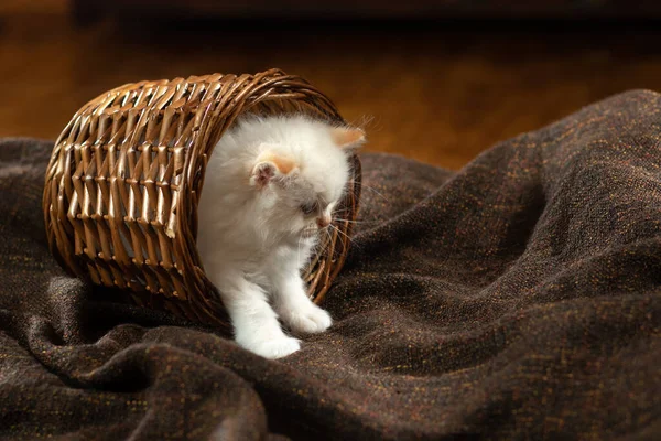 Kiscica a barnán egy kockás ruhában. Bicolor rongybaba macska — Stock Fotó
