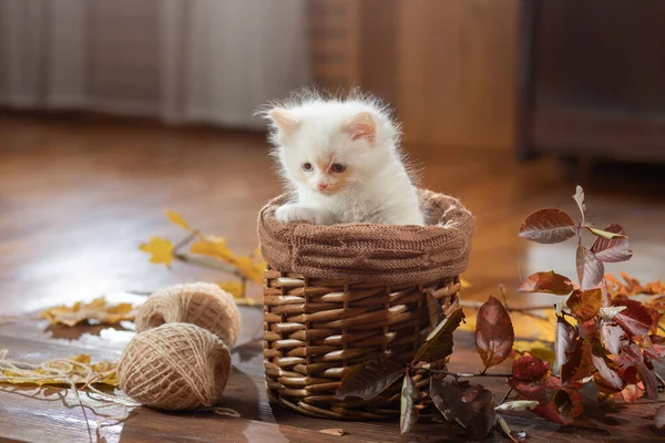 Gatinho em marrom em uma planície. Bicolor Rag Doll Cat — Fotografia de Stock