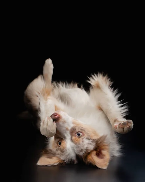 Border collie funny portrait. dog in studio on black background — Stock Photo, Image