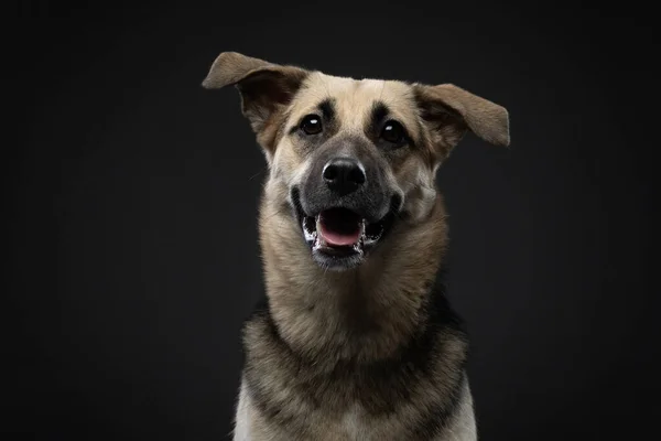 犬の面白い肖像画を混ぜます。魅力的なペットでスタジオオン黒 — ストック写真