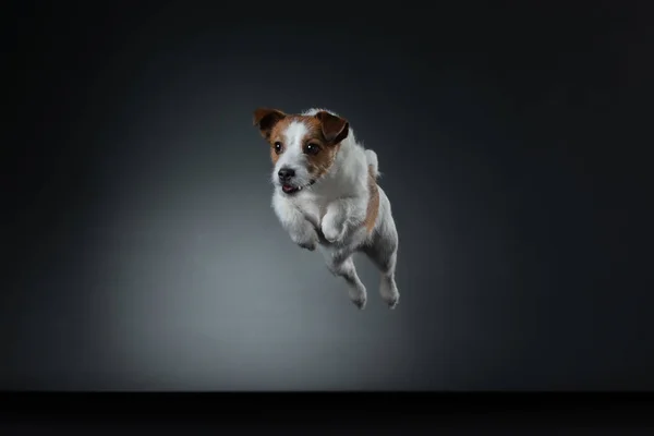 Le chien saute. Actif jack russell terrier dans le studio sur un noir — Photo