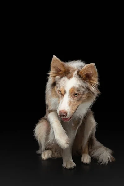 Border Collie lustiges Porträt. Hund im Studio auf schwarzem Hintergrund — Stockfoto