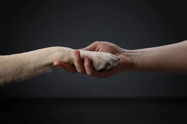 dog gives paw to man. Charming pet in studio on black