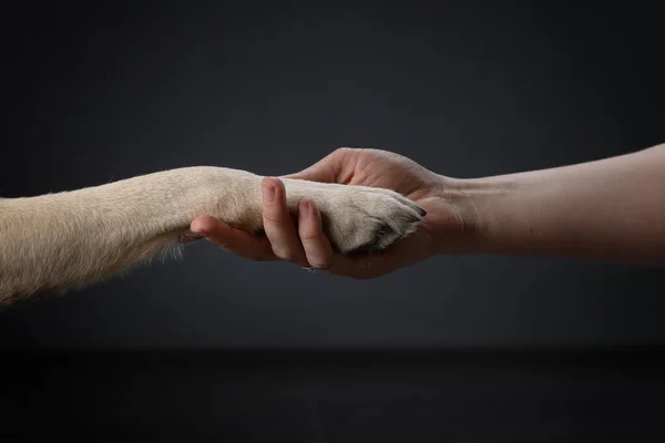 Hund gibt Pfote dem Menschen. Charmantes Haustier im Studio auf schwarz — Stockfoto